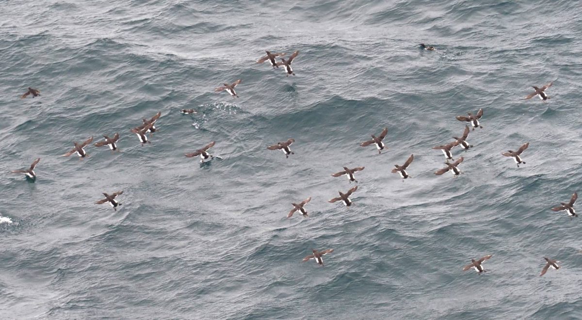海鳥の楽園「天売島」