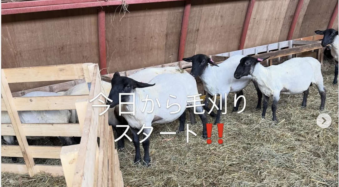 毛刈りスタート　@焼尻めん羊牧場