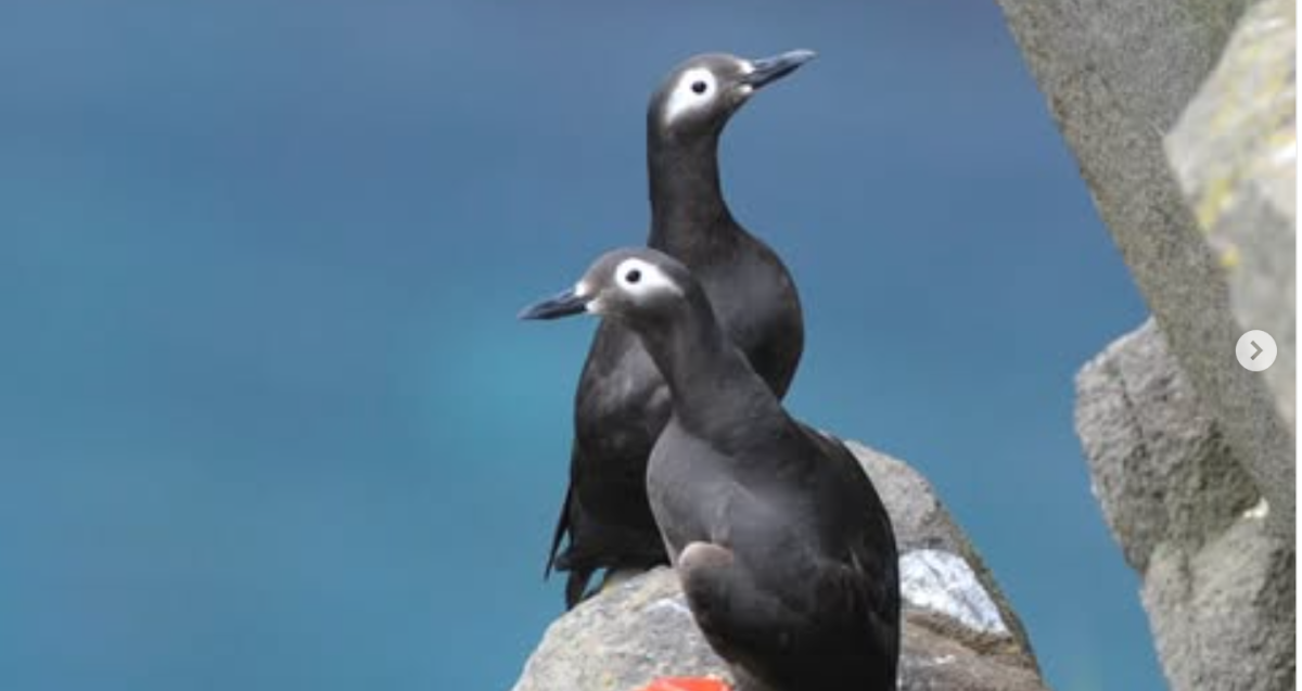 環境省が第5次レッドリスト公表　@北海道海鳥センター