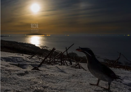 満月、そして皆既月食のそのとき。　@teuribird