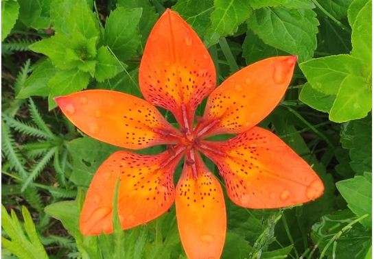 6月の天売島　@teuri.jp