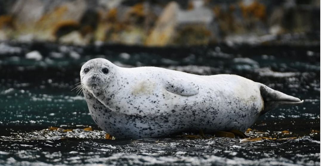 「ケイマフリ号」から捉えたゴマフアザラシ。@teuri.jp