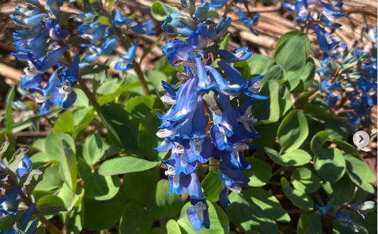 天売島自然情報　@北海道海鳥センター