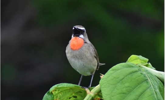 この鮮やかなオレンジ色の喉　@teuri.jp