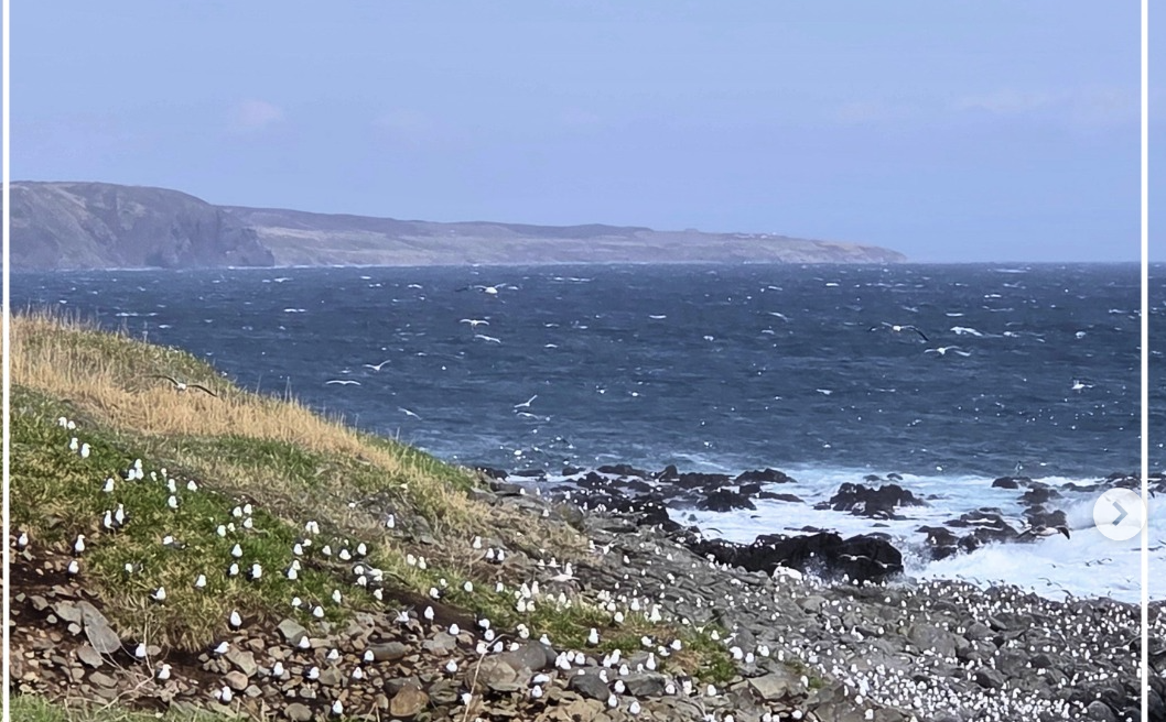 黒崎海岸ウミネコ繁殖地　@羽幌町