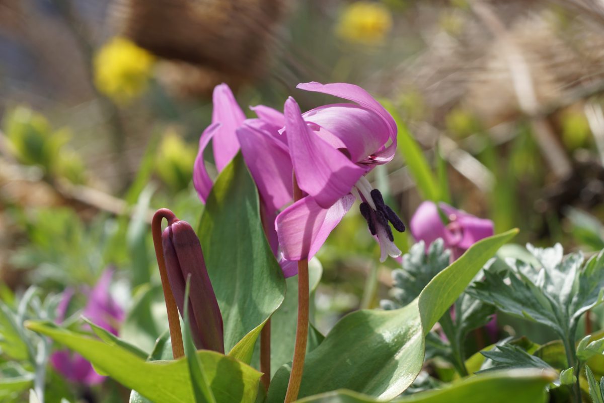 焼尻島　春の息吹