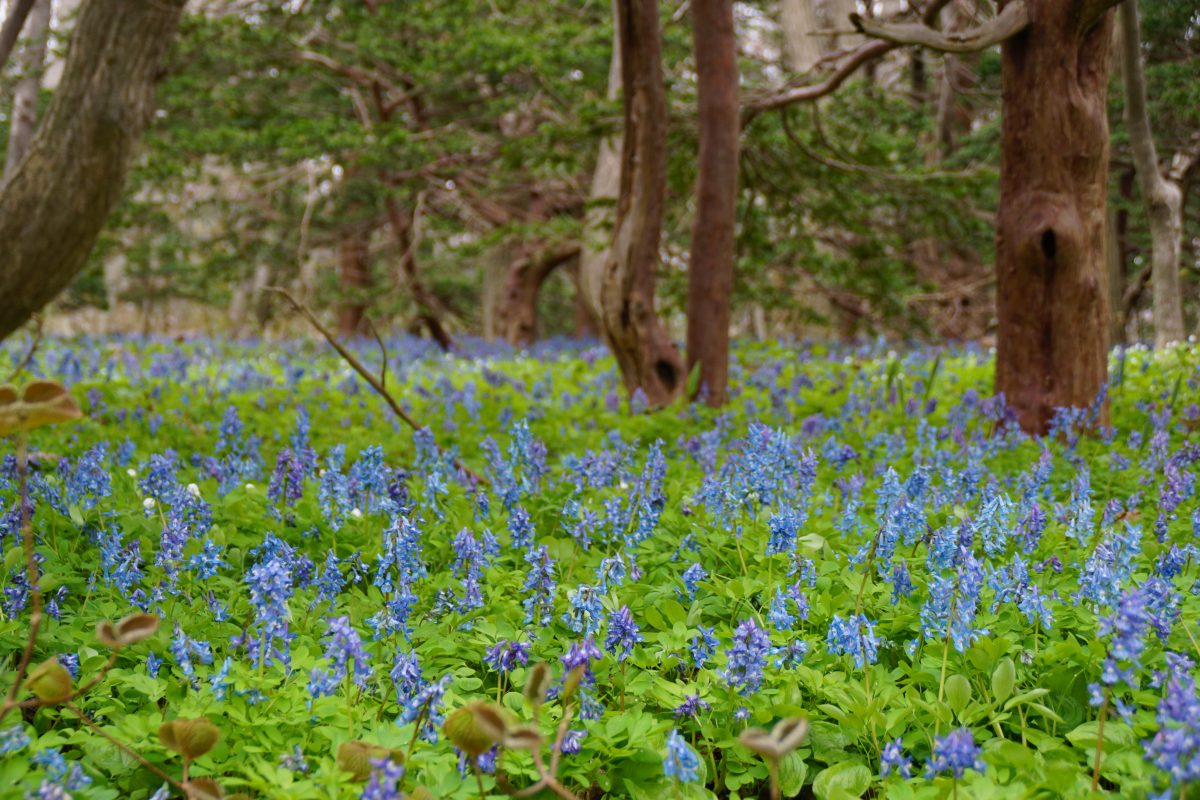 焼尻島　春満開