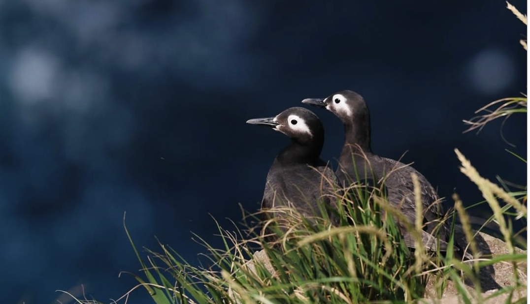 天売島で繁殖するケイマフリ　@teuri.jp