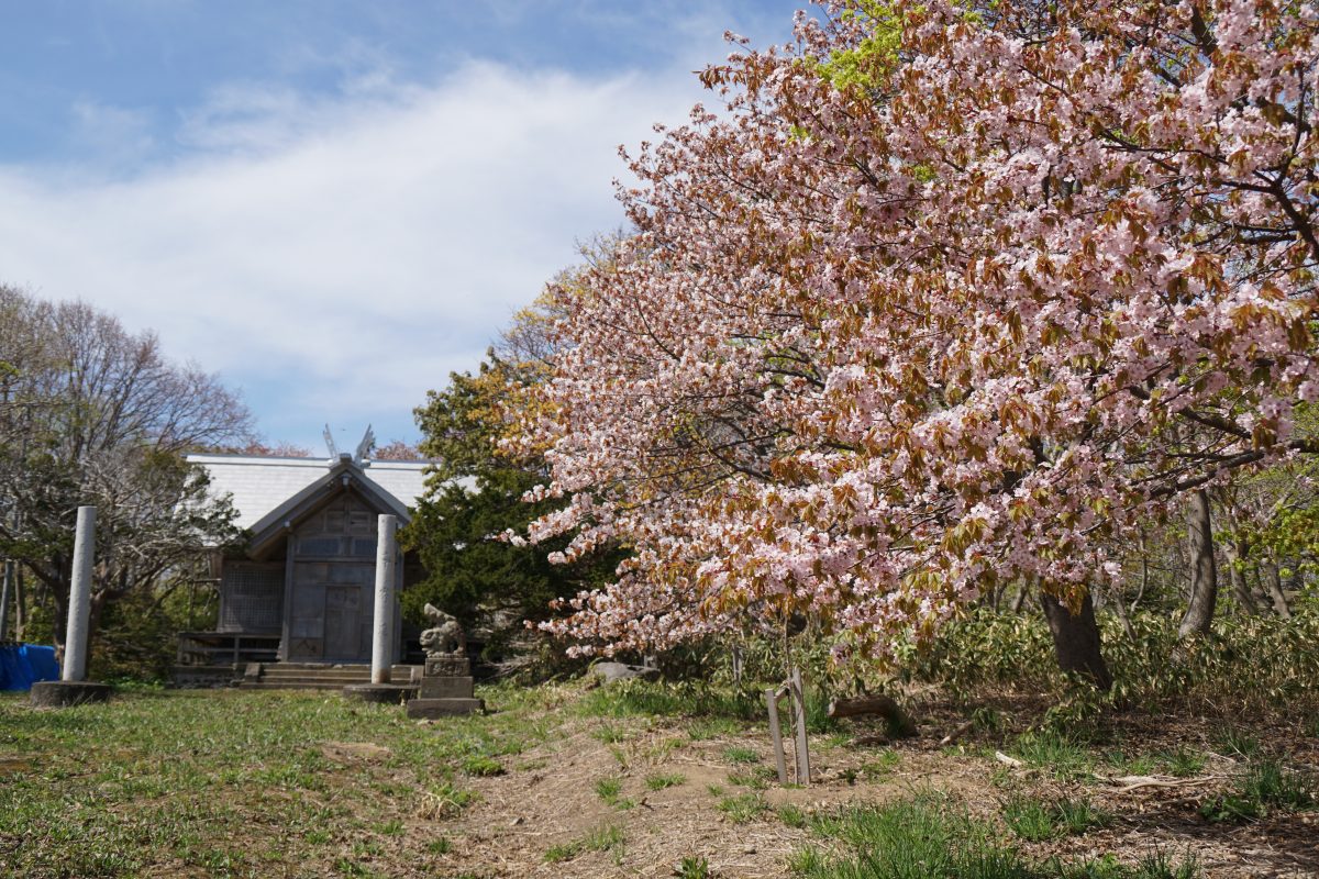 桜満開　焼尻島