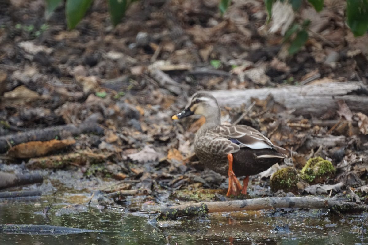 野鳥の季節　焼尻島