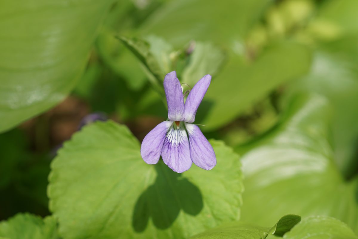 焼尻島　春の花