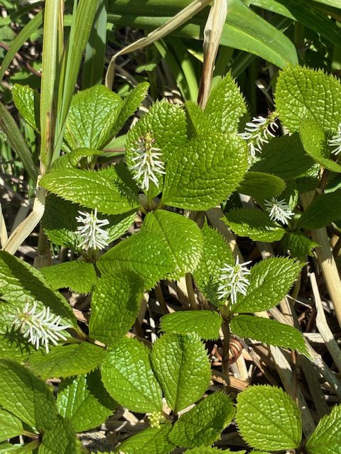 焼尻島に咲く花