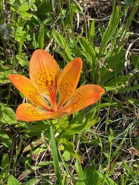 焼尻島に咲く花　