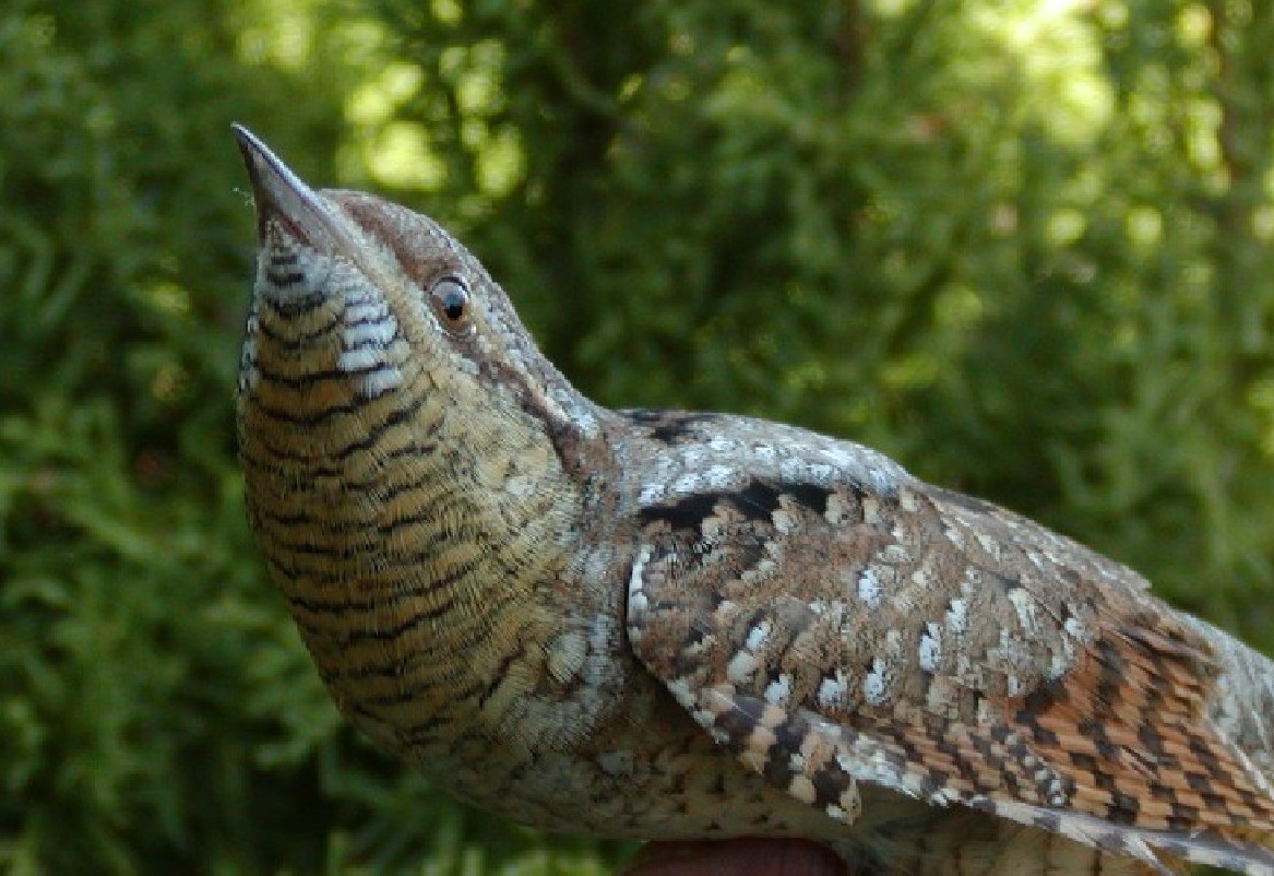 焼尻島を訪れる野鳥