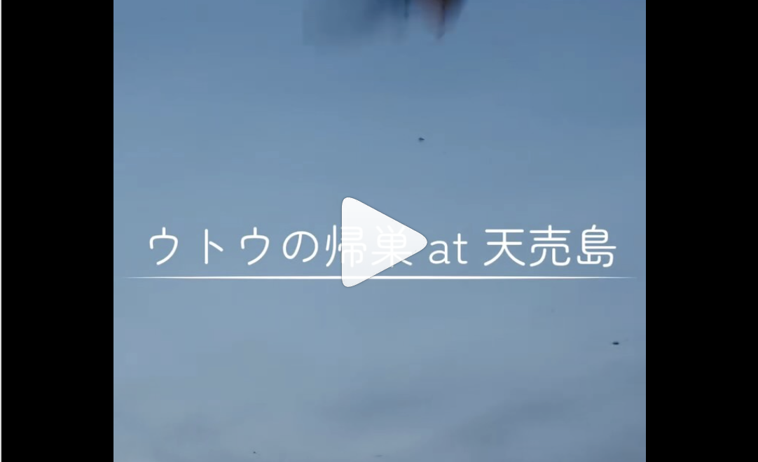 5月も終盤にさしかかり、ウトウの帰巣 @teuri.jp