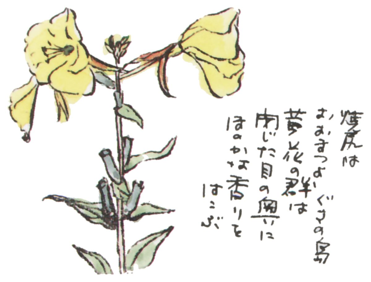 焼尻島に咲く花　オオマツヨイグサその2