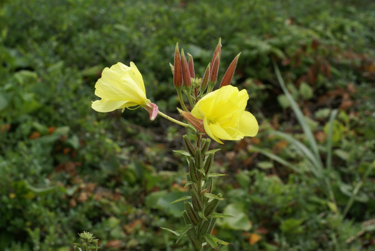 焼尻島の花　オオマツヨイグサ