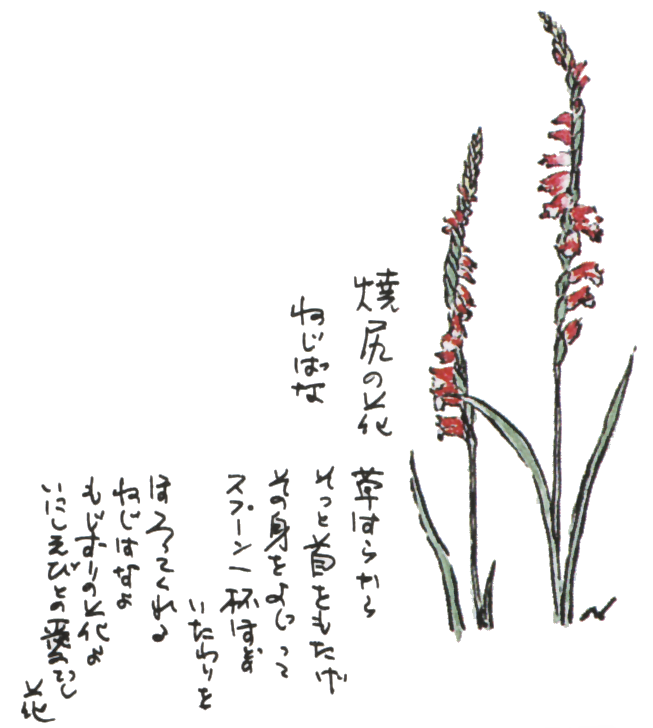 ひっそりと咲く花