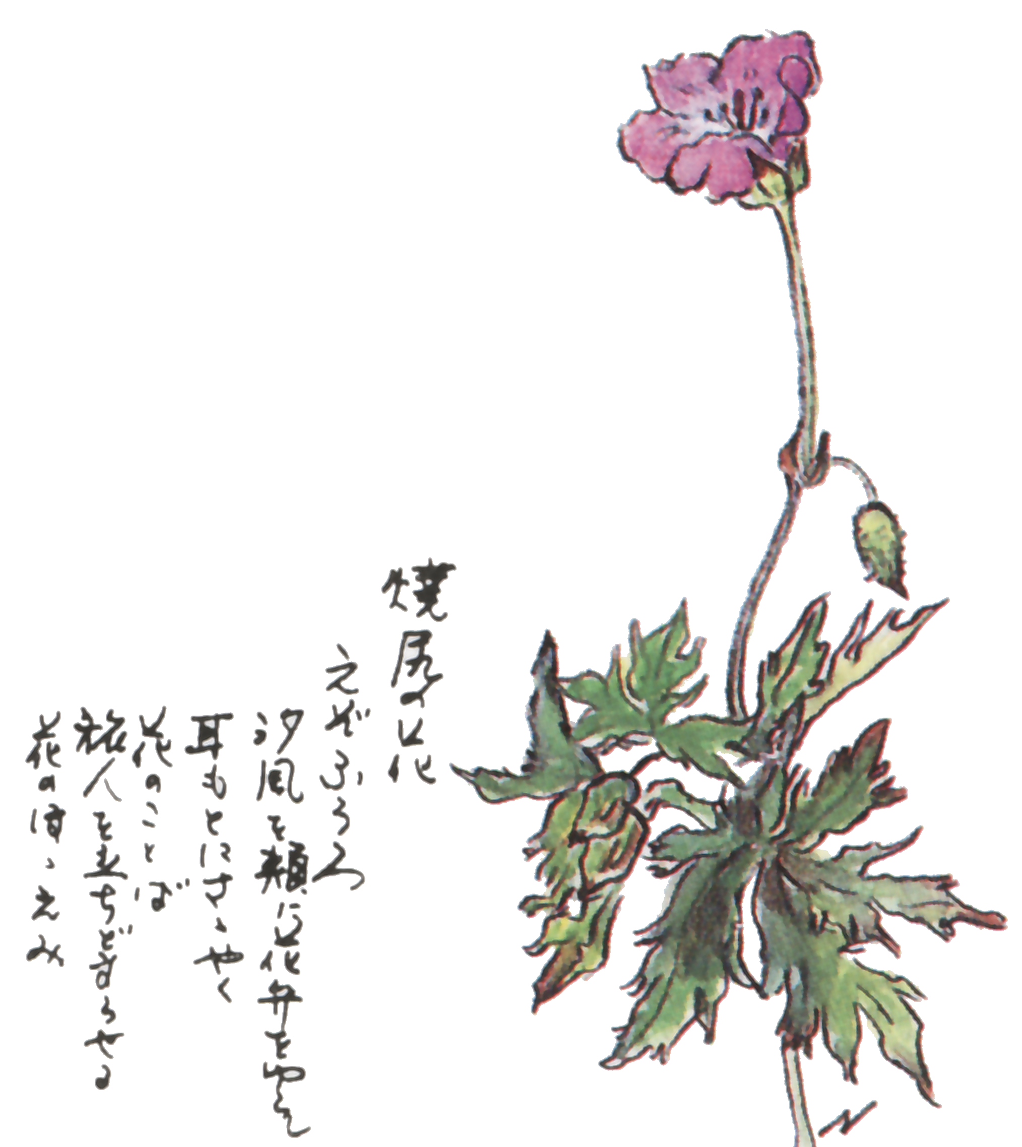 焼尻島に咲く花