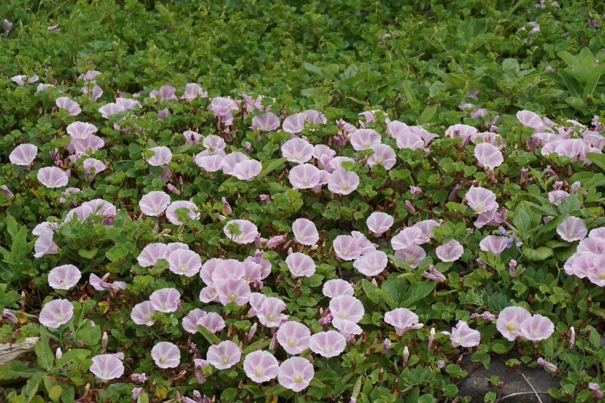 焼尻島に咲く花　ハマヒルガオ