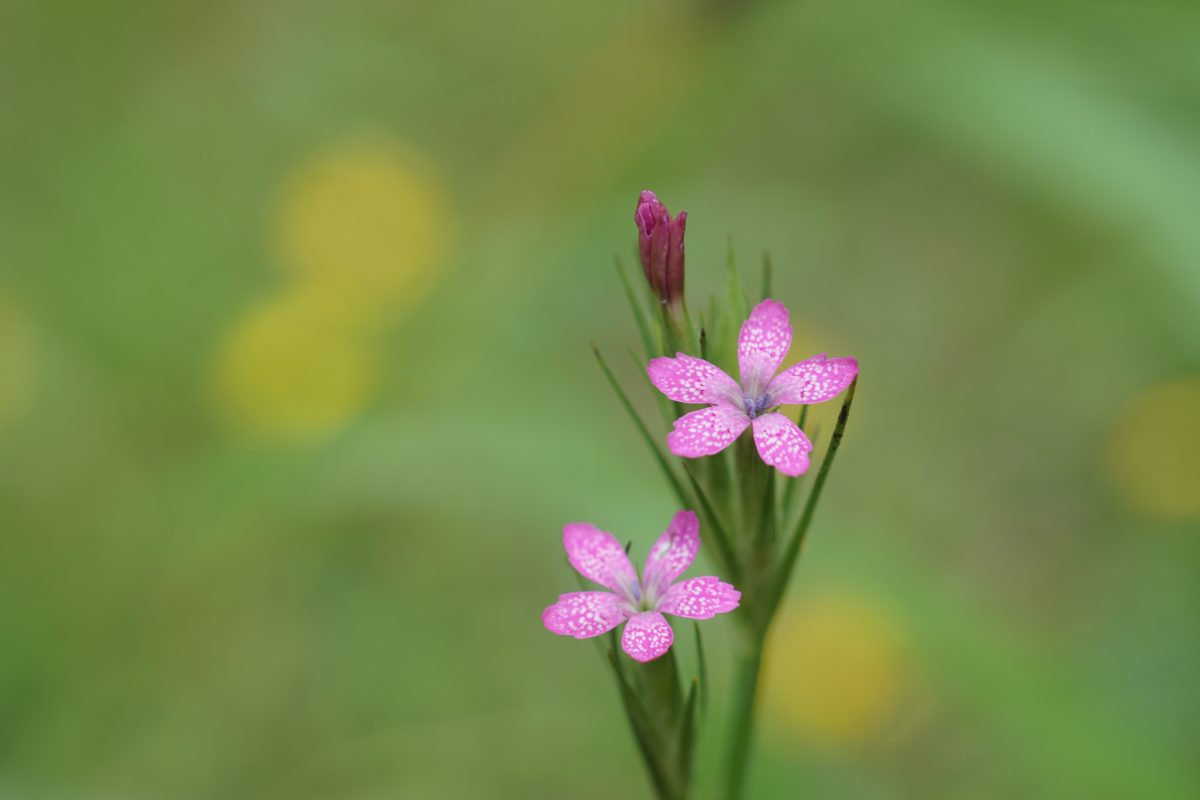 焼尻島に咲く花　ノハラナデシコ