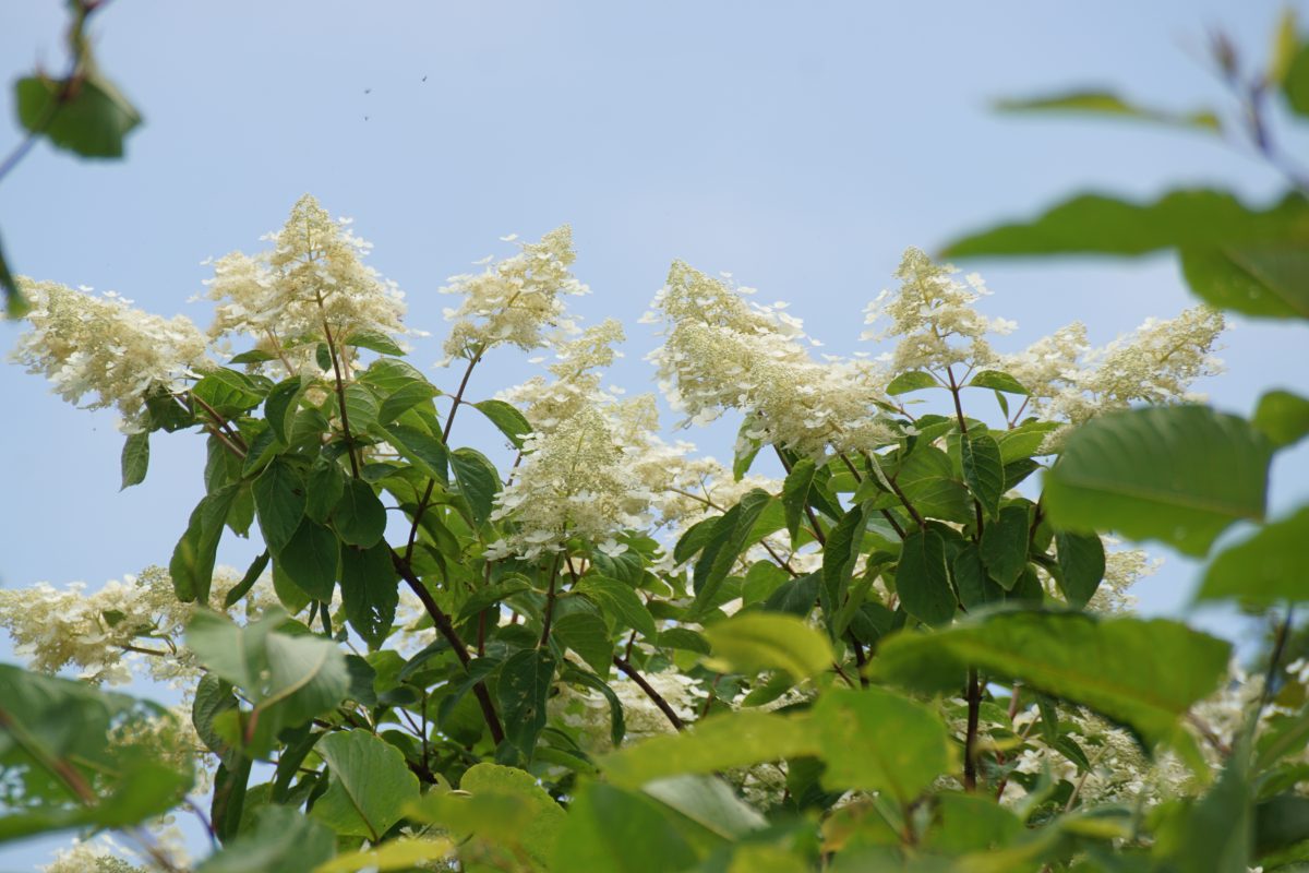 サビタの花