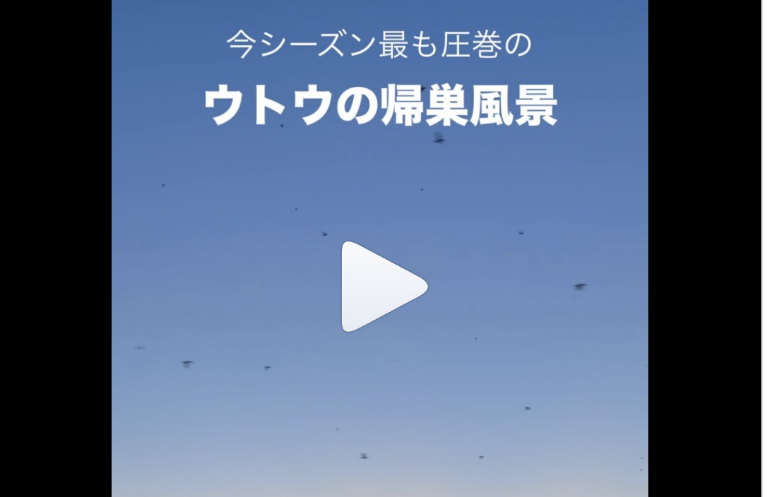 圧巻のウトウの帰巣風景　@teuri.jp