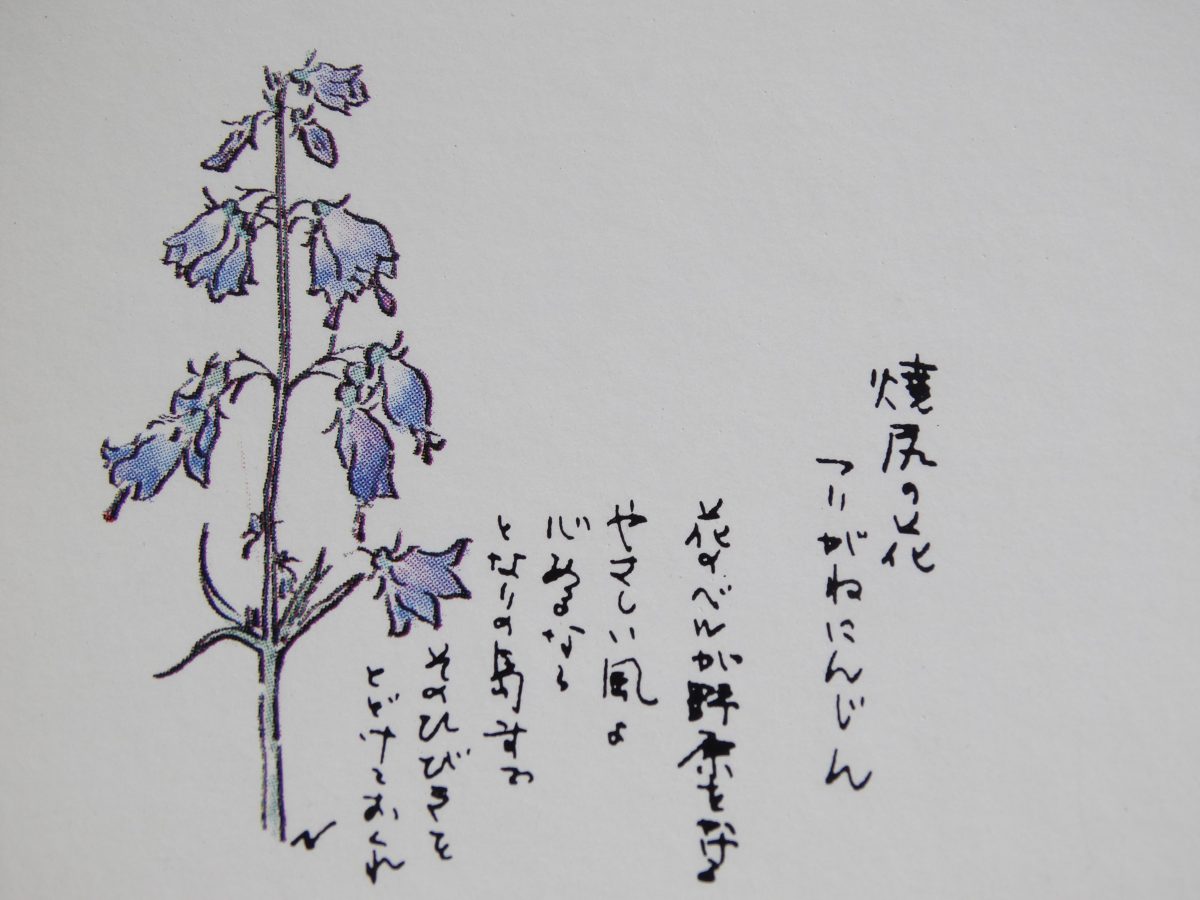 焼尻島に咲く花　ツリガネニンジン